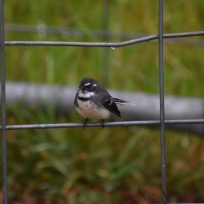 Rhipidura albiscapa (Grey Fantail) at Wodonga Regional Park - 24 Sep 2020 by ChrisAllen