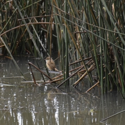 Acrocephalus australis (Australian Reed-Warbler) at Bandiana, VIC - 24 Sep 2020 by ChrisAllen