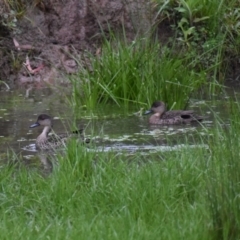 Anas gracilis (Grey Teal) at Wodonga Regional Park - 24 Sep 2020 by ChrisAllen