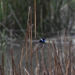 Malurus cyaneus (Superb Fairywren) at Wodonga Regional Park - 24 Sep 2020 by ChrisAllen