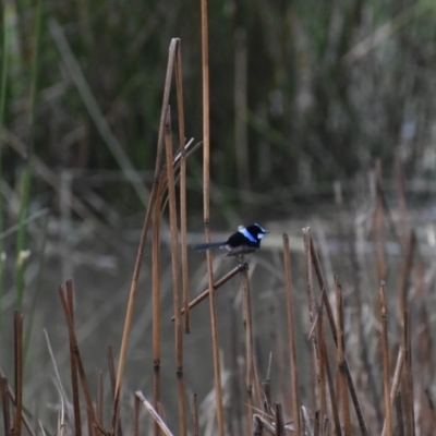 Malurus cyaneus (Superb Fairywren) at Bandiana, VIC - 25 Sep 2020 by ChrisAllen