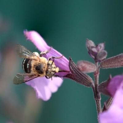 Amegilla sp. (genus) (Blue Banded Bee) at Higgins, ACT - 31 Mar 2020 by AlisonMilton