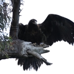 Aquila audax (Wedge-tailed Eagle) at Hackett, ACT - 24 Sep 2020 by jb2602