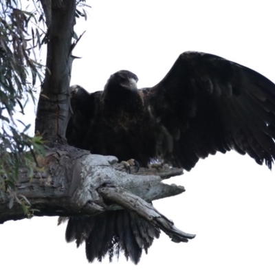 Aquila audax (Wedge-tailed Eagle) at Hackett, ACT - 24 Sep 2020 by jb2602