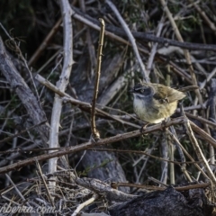 Sericornis frontalis (White-browed Scrubwren) at Greenway, ACT - 6 Sep 2020 by JonSteinbeck