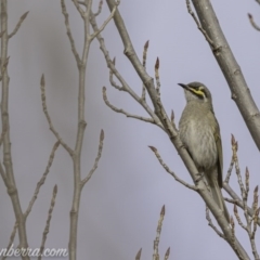 Caligavis chrysops (Yellow-faced Honeyeater) at Greenway, ACT - 6 Sep 2020 by JonSteinbeck