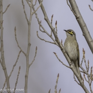 Caligavis chrysops at Greenway, ACT - 6 Sep 2020