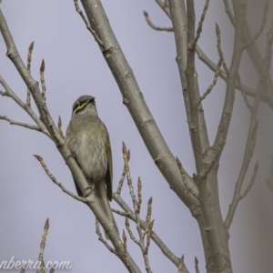 Caligavis chrysops at Greenway, ACT - 6 Sep 2020