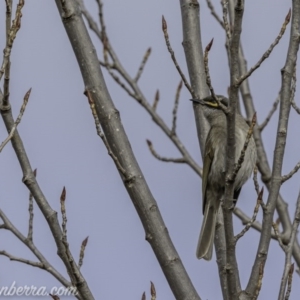 Caligavis chrysops at Greenway, ACT - 6 Sep 2020