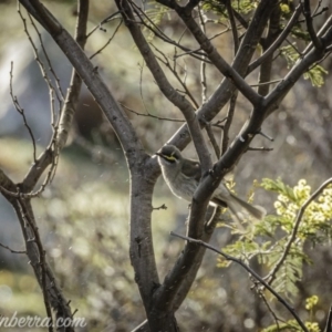 Caligavis chrysops at Greenway, ACT - 6 Sep 2020