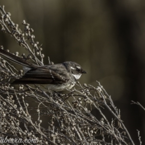 Rhipidura albiscapa at Greenway, ACT - 6 Sep 2020