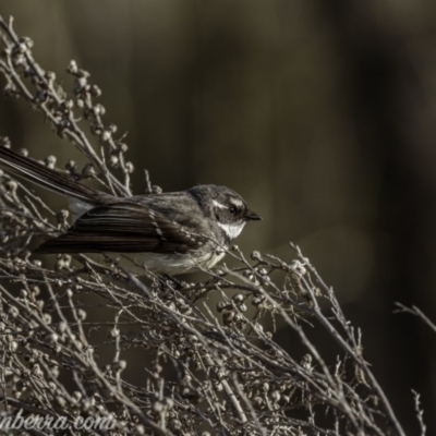 Rhipidura albiscapa (Grey Fantail) at Greenway, ACT - 6 Sep 2020 by JonSteinbeck