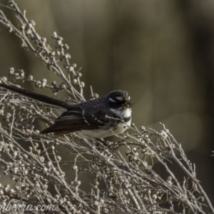 Rhipidura albiscapa at Greenway, ACT - 6 Sep 2020