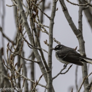 Rhipidura albiscapa at Greenway, ACT - 6 Sep 2020