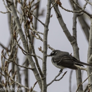 Rhipidura albiscapa at Greenway, ACT - 6 Sep 2020