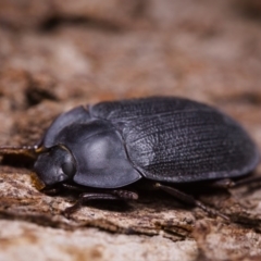 Pterohelaeus granuliger (Pie-dish beetle) at Kambah, ACT - 22 Sep 2020 by kdm