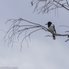 Cracticus nigrogularis (Pied Butcherbird) at Gordon, ACT - 12 Sep 2020 by BIrdsinCanberra