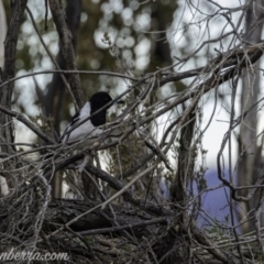 Cracticus nigrogularis at Gordon, ACT - 13 Sep 2020