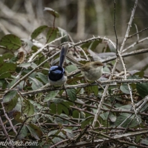 Malurus cyaneus at Greenway, ACT - 13 Sep 2020