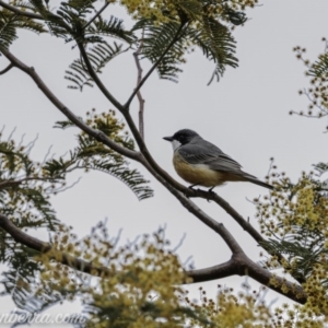 Pachycephala rufiventris at Greenway, ACT - 13 Sep 2020