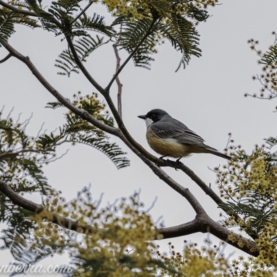 Pachycephala rufiventris (Rufous Whistler) at Greenway, ACT - 12 Sep 2020 by BIrdsinCanberra