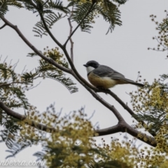 Pachycephala rufiventris at Greenway, ACT - 13 Sep 2020