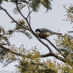 Pachycephala rufiventris at Greenway, ACT - 13 Sep 2020