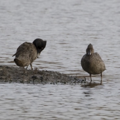 Stictonetta naevosa (Freckled Duck) at Illilanga & Baroona - 21 Apr 2019 by Illilanga