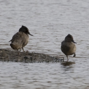 Stictonetta naevosa at Michelago, NSW - 21 Apr 2019