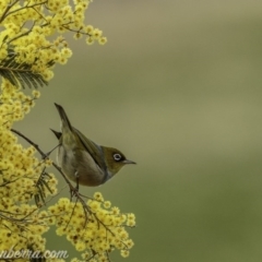 Zosterops lateralis (Silvereye) at Greenway, ACT - 12 Sep 2020 by BIrdsinCanberra