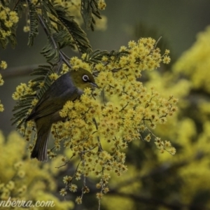 Zosterops lateralis at Greenway, ACT - 13 Sep 2020