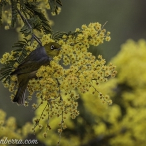 Zosterops lateralis at Greenway, ACT - 13 Sep 2020