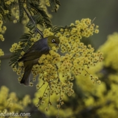 Zosterops lateralis at Greenway, ACT - 13 Sep 2020