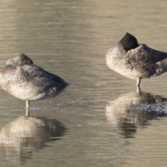 Stictonetta naevosa (Freckled Duck) at Illilanga & Baroona - 28 Apr 2019 by Illilanga