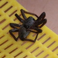 Lycosidae (family) (Unidentified wolf spider) at Clyde Cameron Reserve - 25 Sep 2020 by Kyliegw