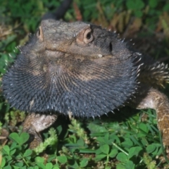 Pogona barbata (Eastern Bearded Dragon) at Aranda Bushland - 21 Sep 2020 by Harrisi