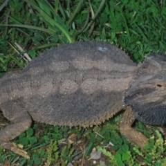 Pogona barbata at Holt, ACT - 21 Sep 2020