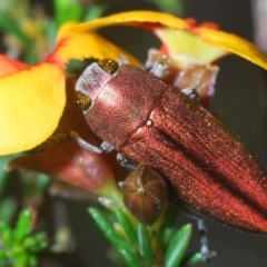 Melobasis propinqua (Propinqua jewel beetle) at Aranda Bushland - 21 Sep 2020 by Harrisi