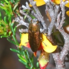 Melobasis propinqua at Holt, ACT - 21 Sep 2020 05:09 PM