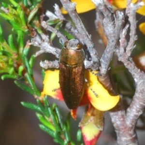 Melobasis propinqua at Holt, ACT - 21 Sep 2020