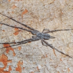 Tamopsis fickerti (Two-tailed spider) at Holt, ACT - 21 Sep 2020 by Harrisi