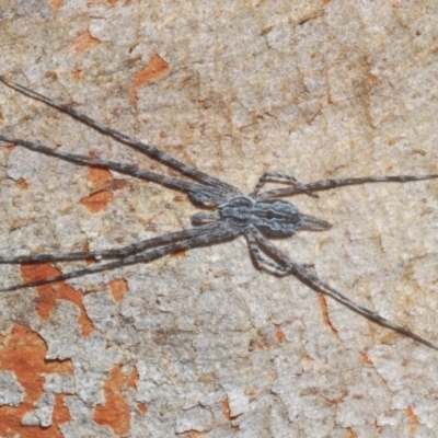 Tamopsis sp. (genus) (Two-tailed spider) at Aranda Bushland - 21 Sep 2020 by Harrisi