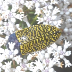 Stigmodera macularia (Macularia jewel beetle) at Tianjara, NSW - 25 Sep 2020 by Harrisi