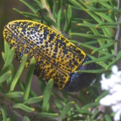 Stigmodera macularia at Tianjara, NSW - 25 Sep 2020