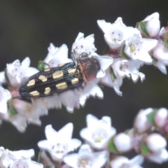 Castiarina parallela (A Jewel Beetle) at Tianjara, NSW - 25 Sep 2020 by Harrisi