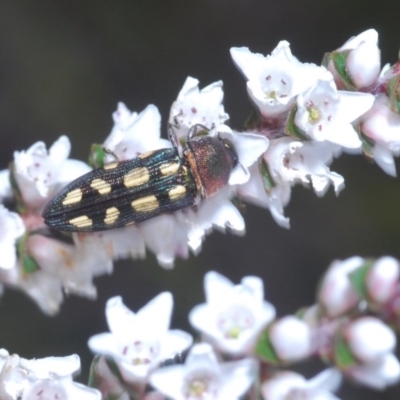 Castiarina parallela (A Jewel Beetle) at Tianjara, NSW - 25 Sep 2020 by Harrisi