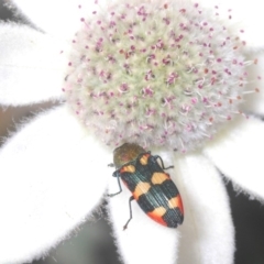 Castiarina sexplagiata (Jewel beetle) at South Pacific Heathland Reserve - 25 Sep 2020 by Harrisi