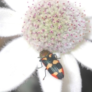 Castiarina sexplagiata at Ulladulla, NSW - 25 Sep 2020