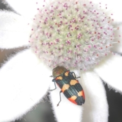 Castiarina sexplagiata (Jewel beetle) at Ulladulla, NSW - 25 Sep 2020 by Harrisi