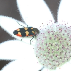 Castiarina sexplagiata at Ulladulla, NSW - 25 Sep 2020